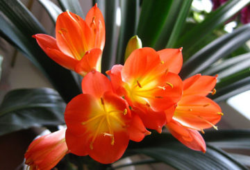 Blommande clivia cinnabar