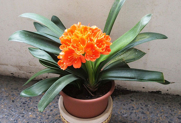 Clivia en fleurs dans un pot