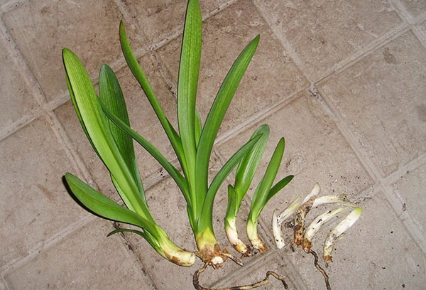 Scion de Clivia Cinabar