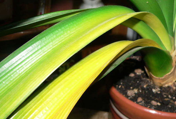 Feuilles de clivia jaunies