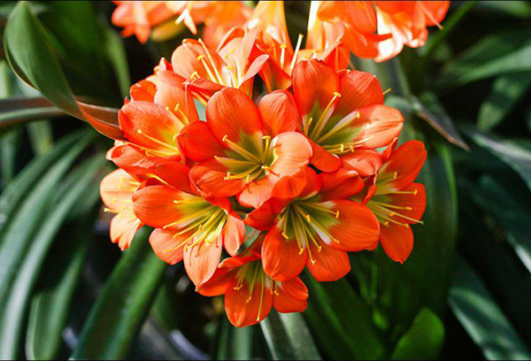 Inflorescence de cinabre Clivia