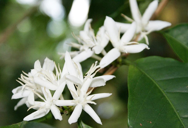 Arabica en fleurs à la maison