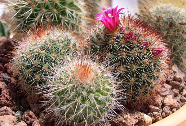 Början av blommande mamillaria