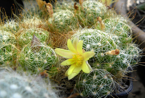 Fleur de mamillaria jaune