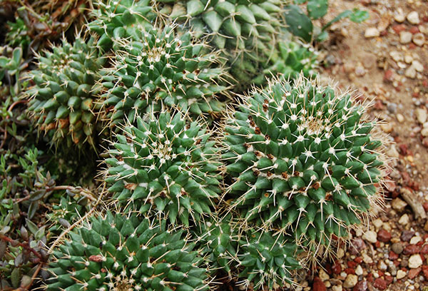 Mamillaria cactus avec bébés