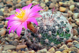 Cactus Mamillaria avec fleur rose