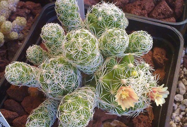 Cactus Mamillaria avec pousses