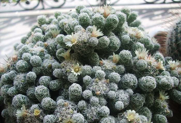 Cactus mamillaria envahi