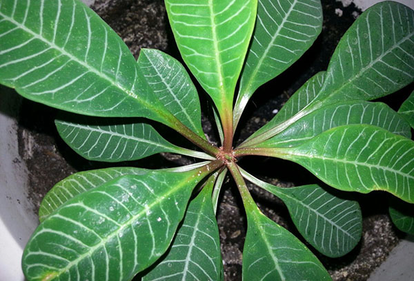 Milkweed blad