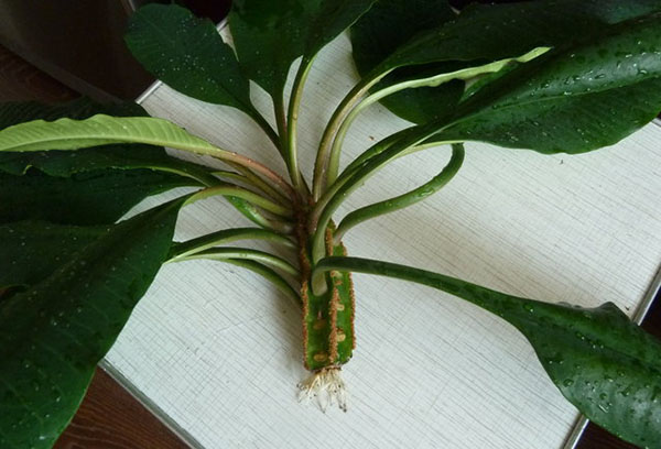 Milkweed stjälk med rötter