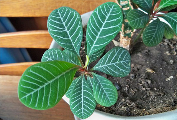 Pot à l'asclépiade veine blanche