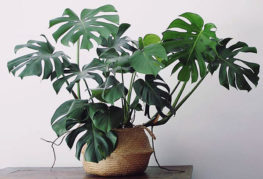 Monstera i en kruka