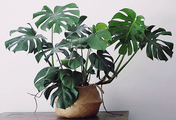 Monstera dans un pot