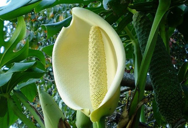 Monstera blomma