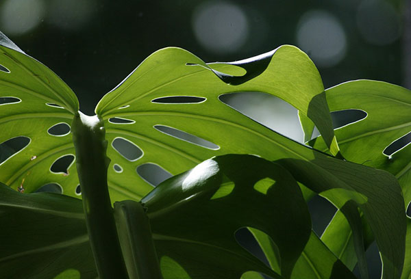 Monstera lämnar