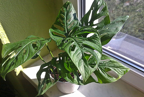 Monstera sur le rebord de la fenêtre