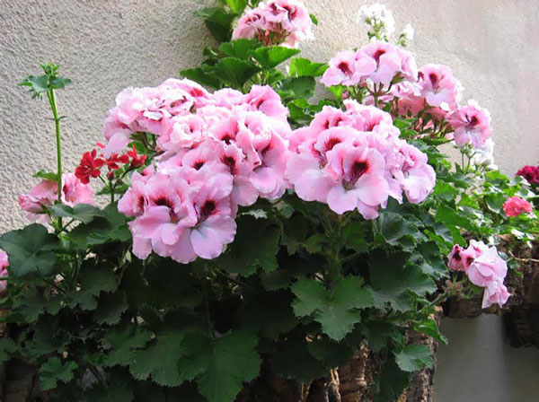 Pélargonium royal en fleurs