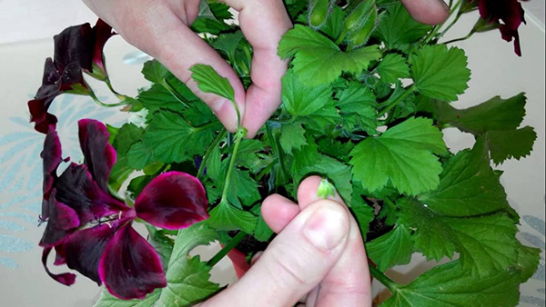 Подрязване на Pelargonium