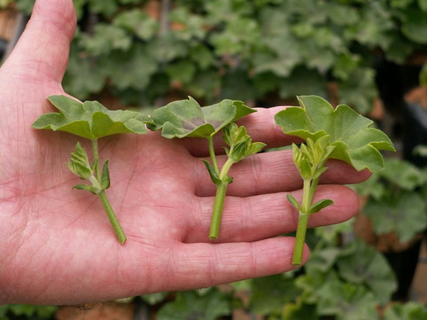 Propagation du géranium par boutures