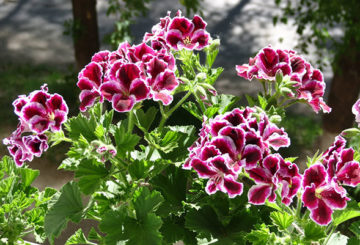 Blommande kunglig geranium