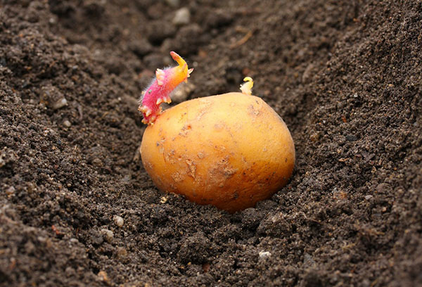 Germination sur tubercule de pomme de terre