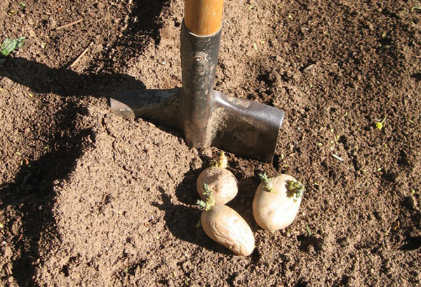 Pommes de terre à planter sous une pelle