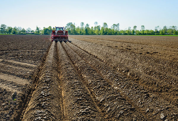 Préparer le champ pour planter des pommes de terre