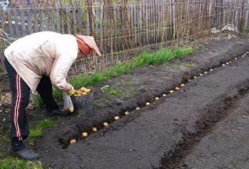 Planter des pommes de terre dans une tranchée