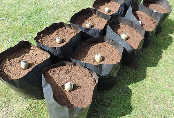 Planter des pommes de terre dans des sacs