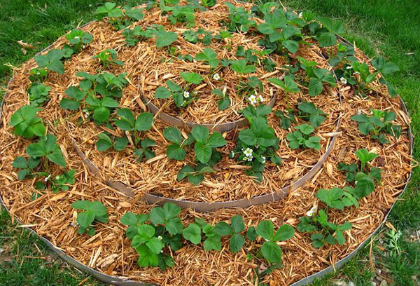 Fraises sur un lit en spirale