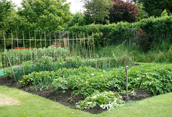 Potager à la campagne