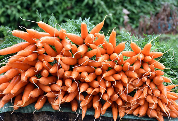 Récolte de carottes