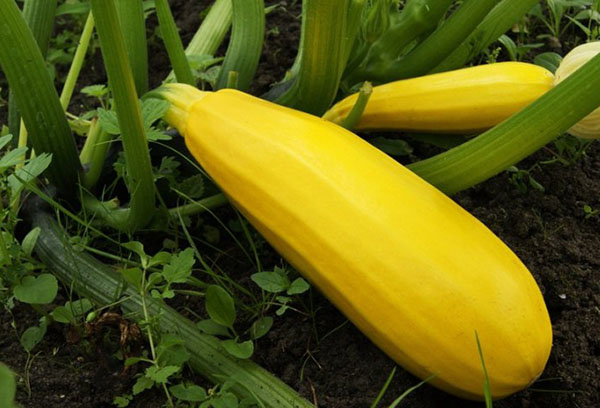 Courgettes dans le jardin