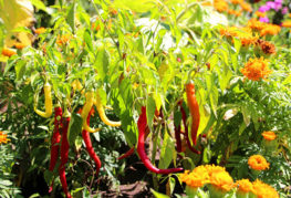 Poivre amer dans le jardin