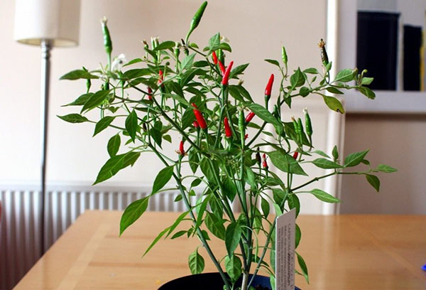 Piment dans une casserole