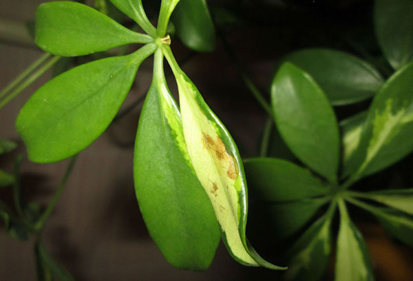 Yellowed sheffler leaf