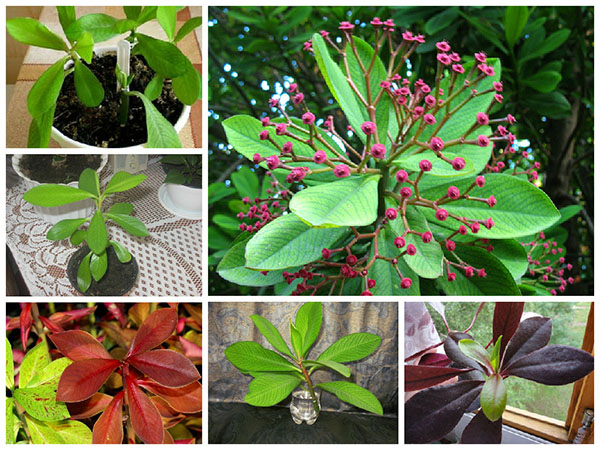 Sinadenium dans la nature et à la maison