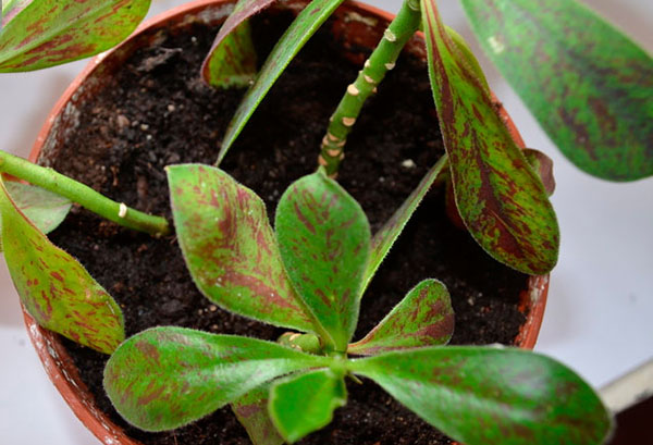 En kruka med synadenium