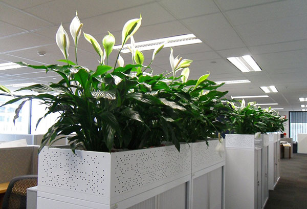 Spathiphyllum trong văn phòng