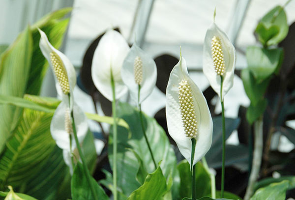 Spathiphyllum nở