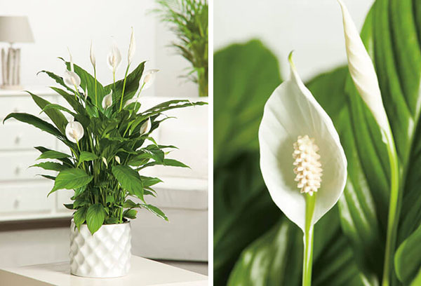 Spathiphyllum trong nội thất gia đình