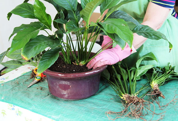 Kỹ thuật cấy ghép Spathiphyllum