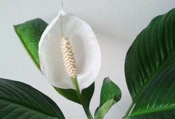 Spathiphyllum blomma