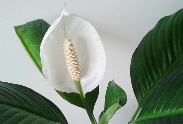 Spathiphyllum hoa