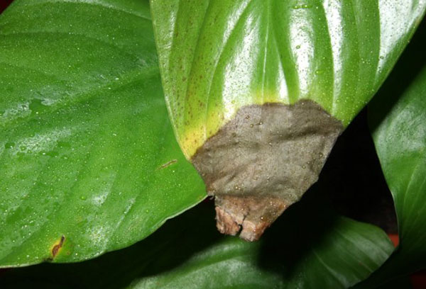 Feuille de spathiphyllum endommagée