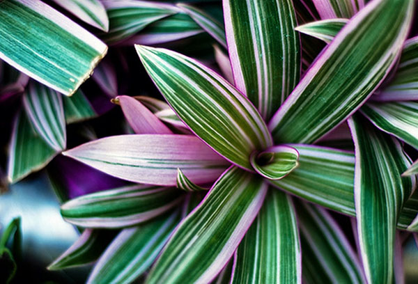 Tradescantia