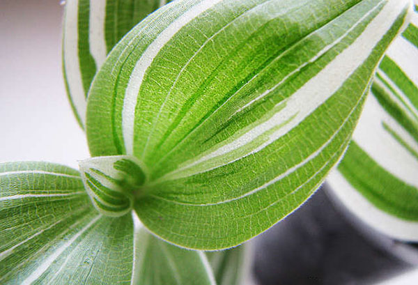 Feuille de Tradescantia