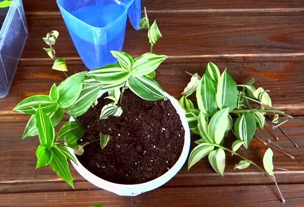 Propagation de tradescantia par boutures