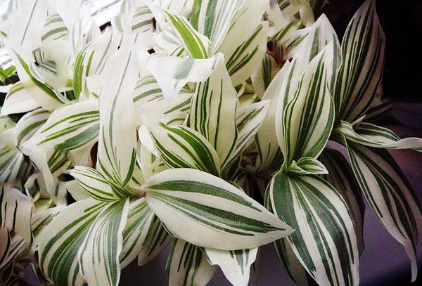 Tradescantia à fleurs blanches