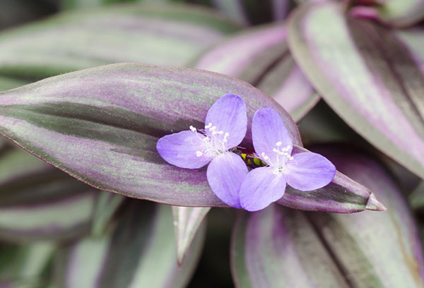 Tradescantia floraison